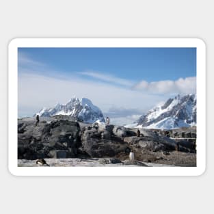 Gentoo penguins on Petermann Island Sticker